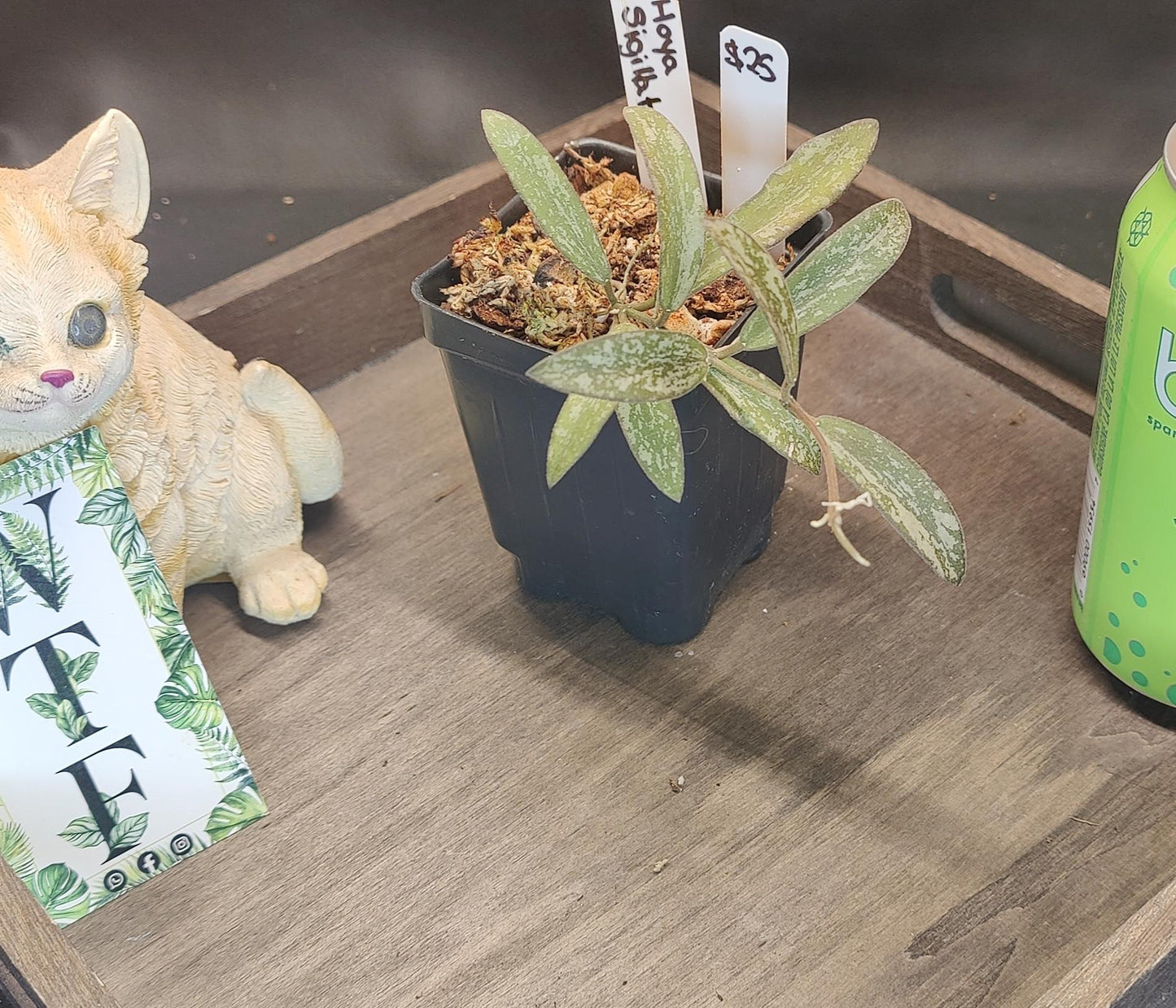 Hoya Sigilatis Splash