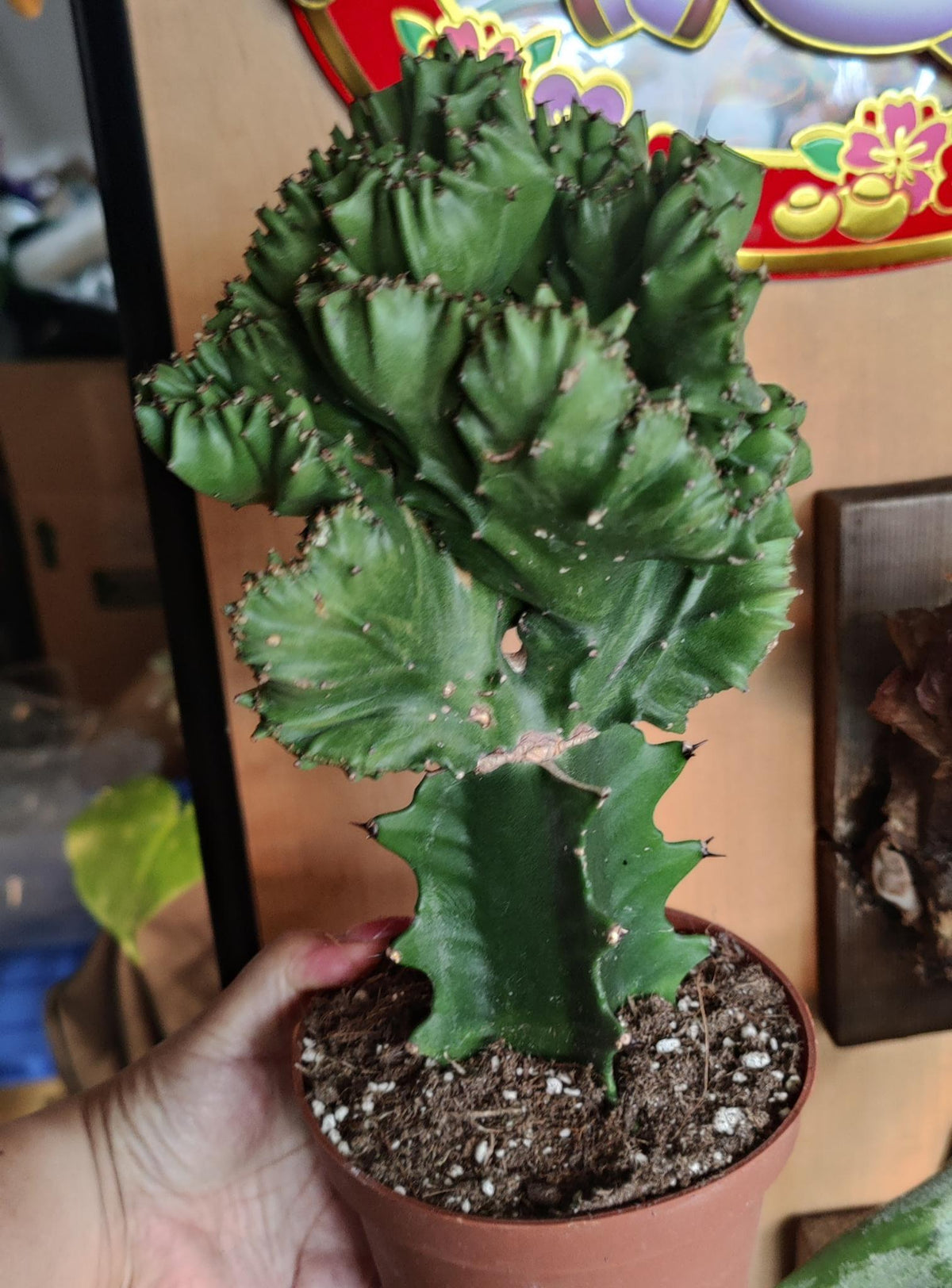 Euphorbia Lactea
