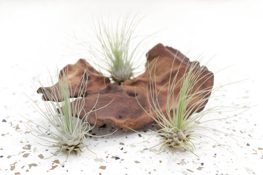 Air Plants