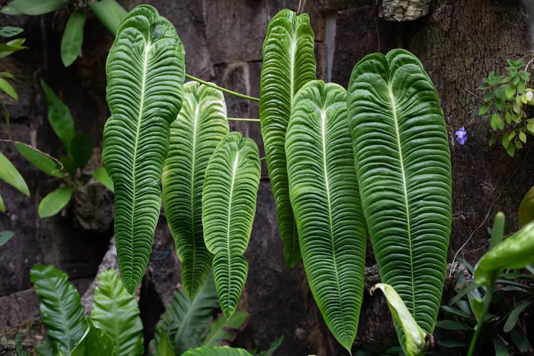 Anthurium King Veitchii