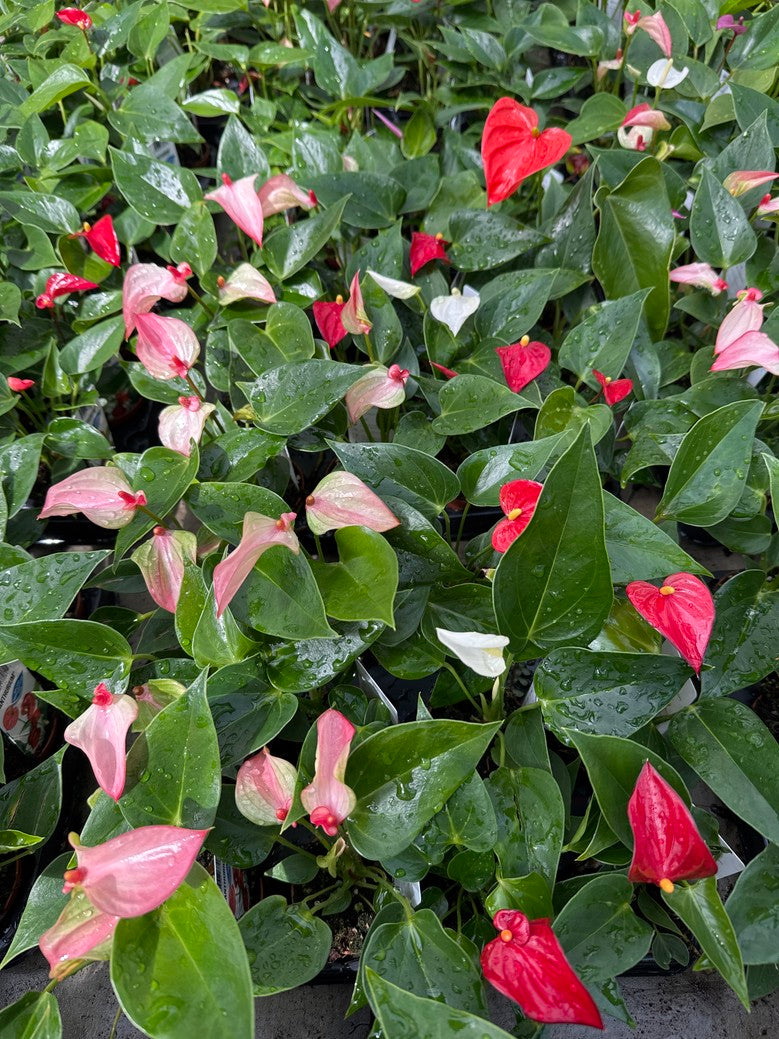 Anthurium Assorted Colour