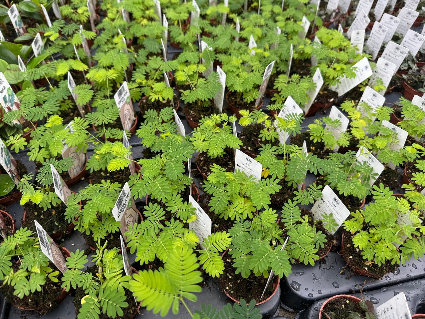 Mimosa Pudica "Sensitive Plant"