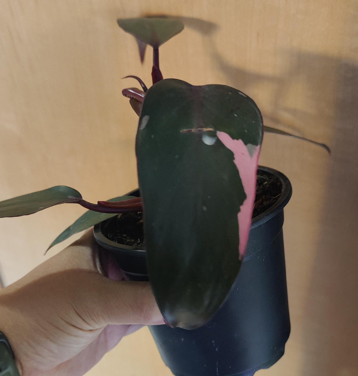 Philodendron Pink Princess (low variegation 4"