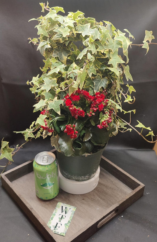 Ivy on Hoop w/ Beauties 6" pot