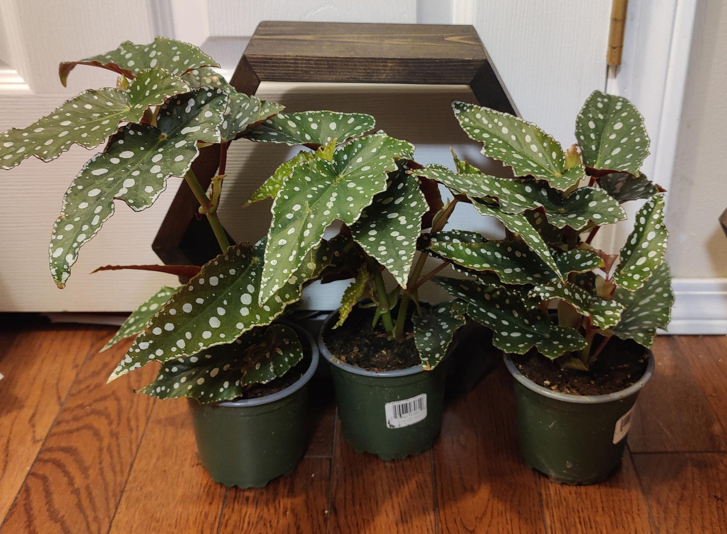 Begonia Maculata Polka Dot