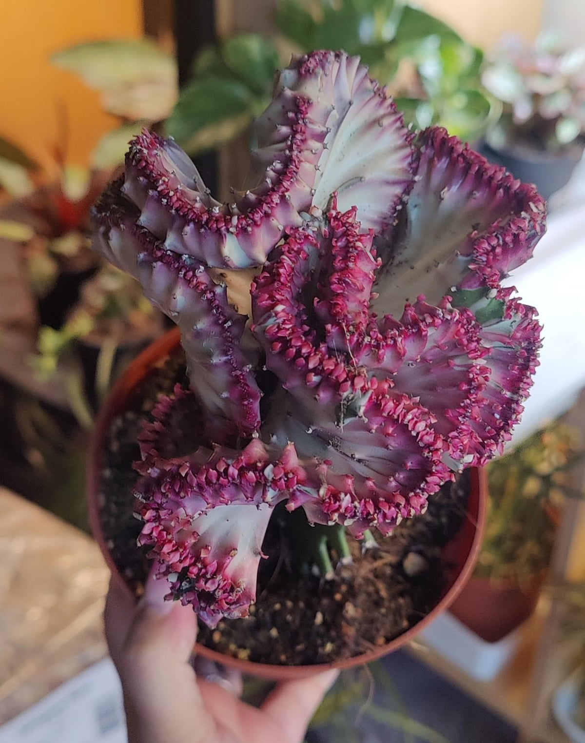 Euphorbia Lactea