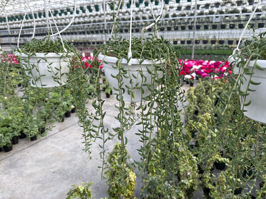 String of Bean 8" HB