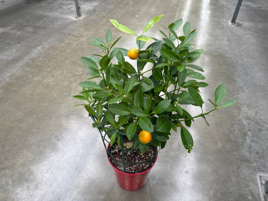 Calamondin Citrus Tree 6" each