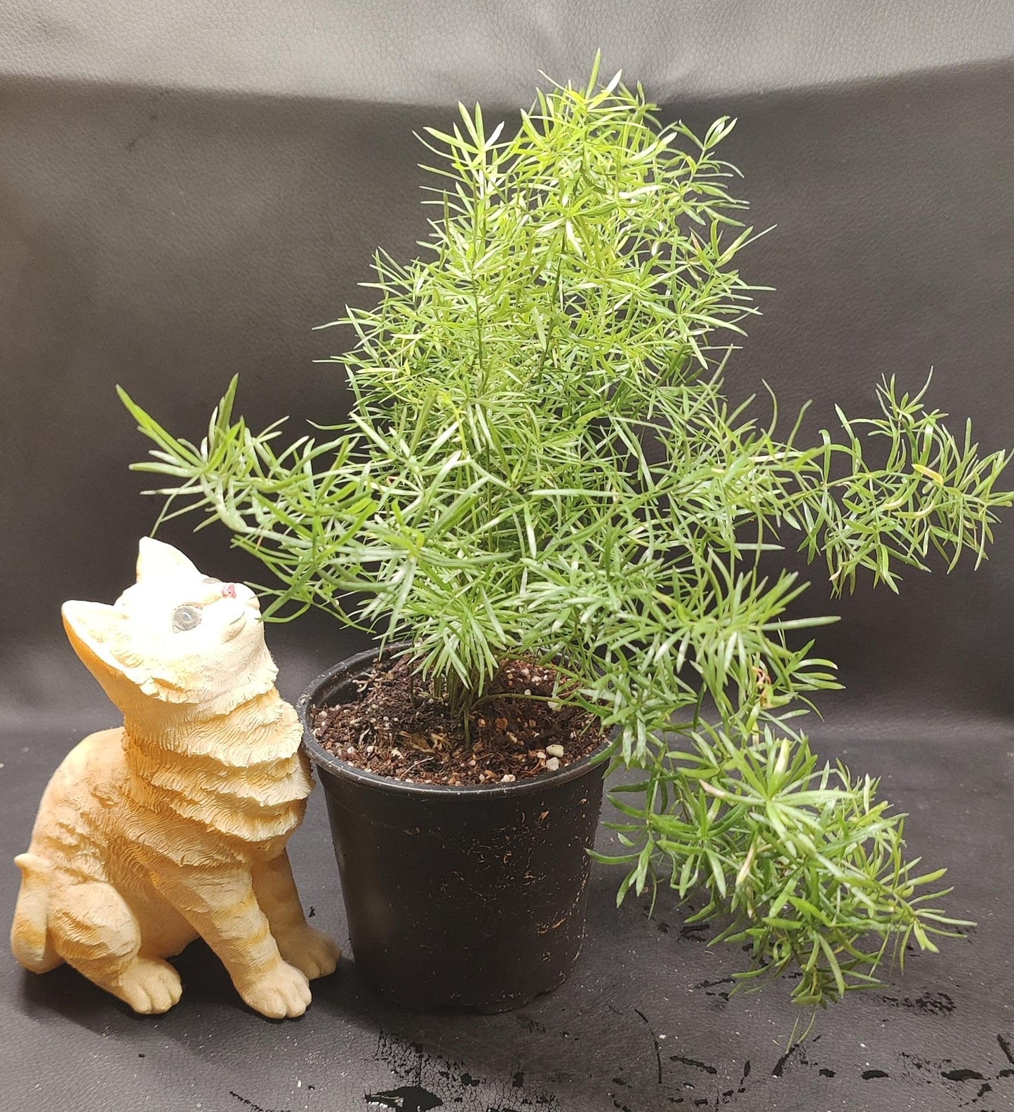 Fuzzy Asparagus Fern