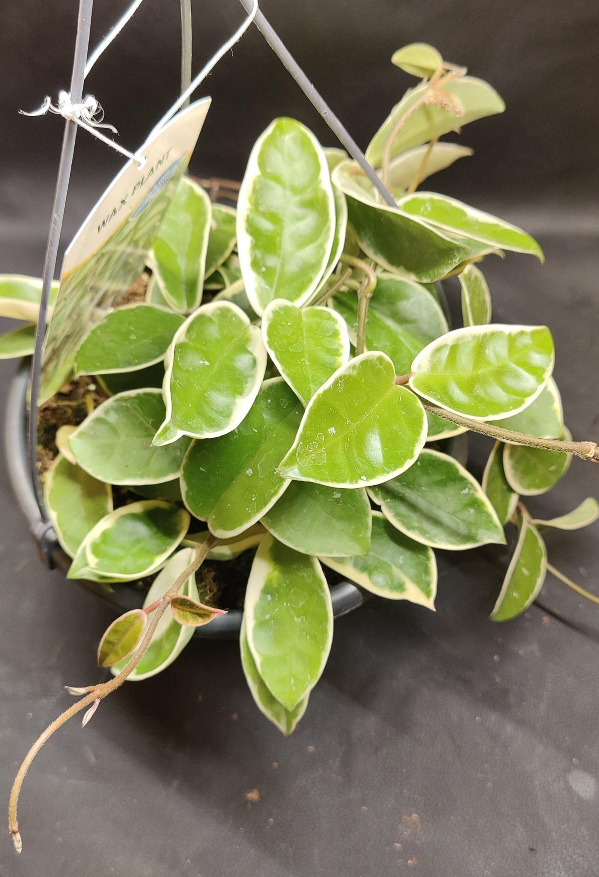 Hoya Carnosa Krimson Queen