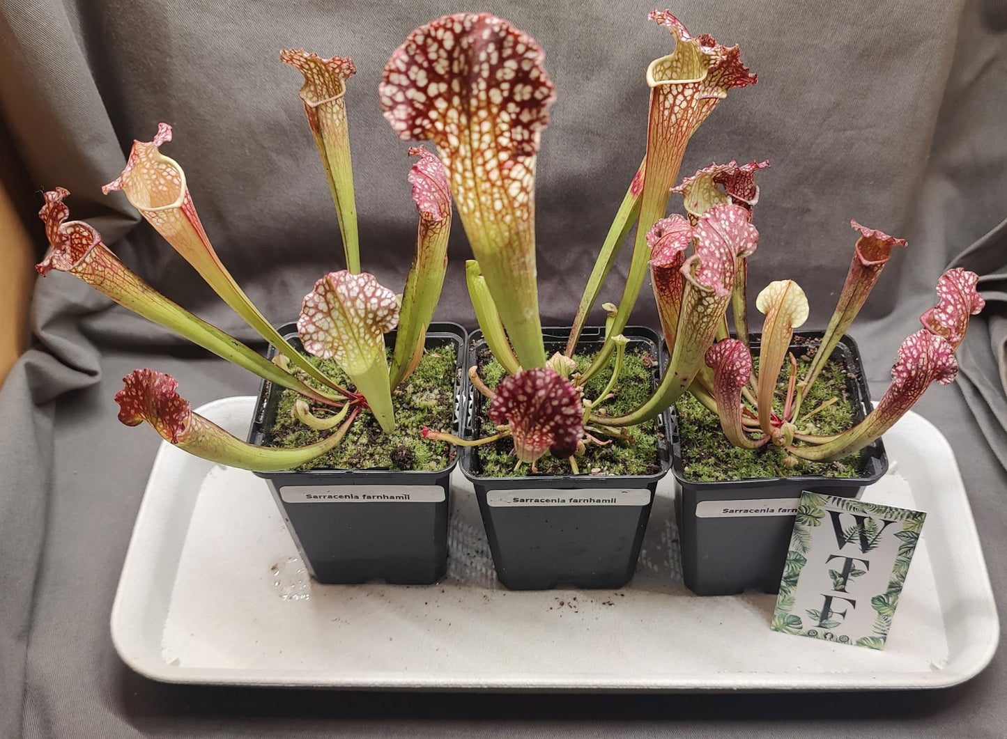 Sarracenia x hybrids - Short Hardy Pitcher
