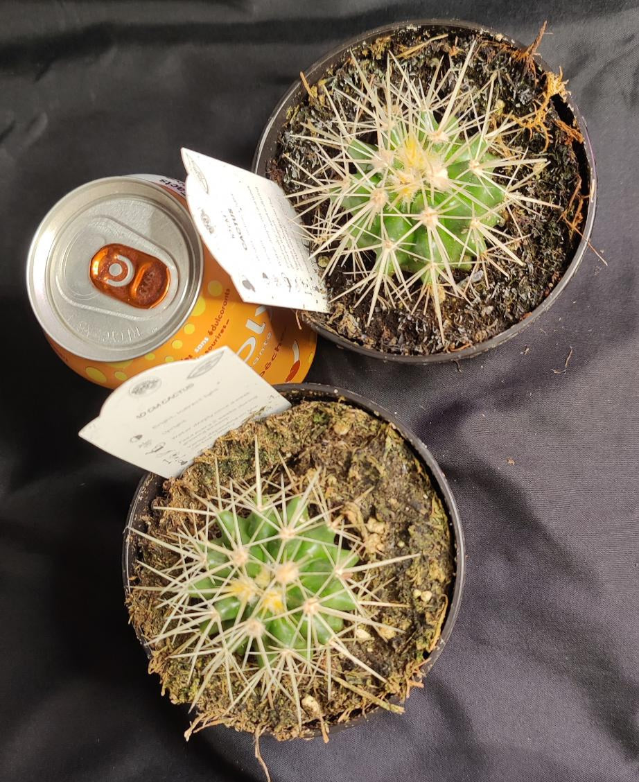 Cactus Assorted