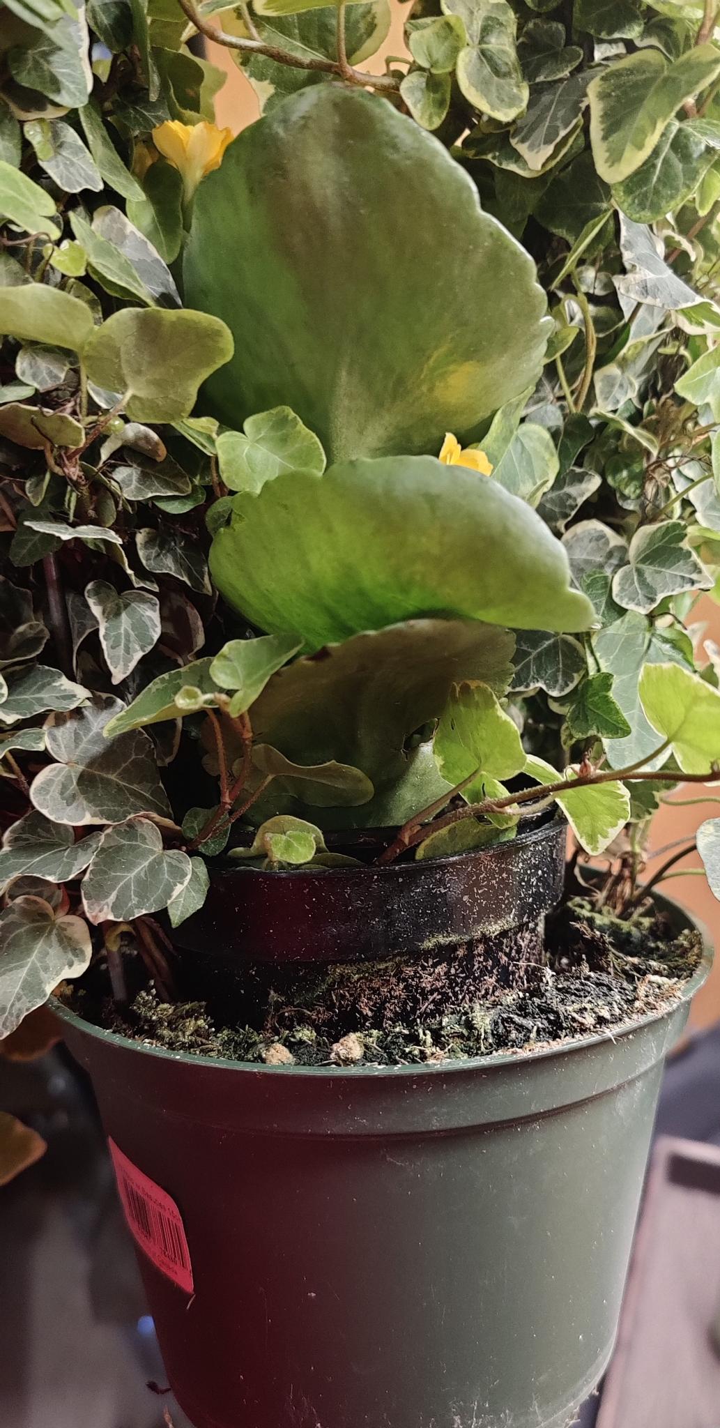 Ivy on Hoop w/ Beauties 6" pot
