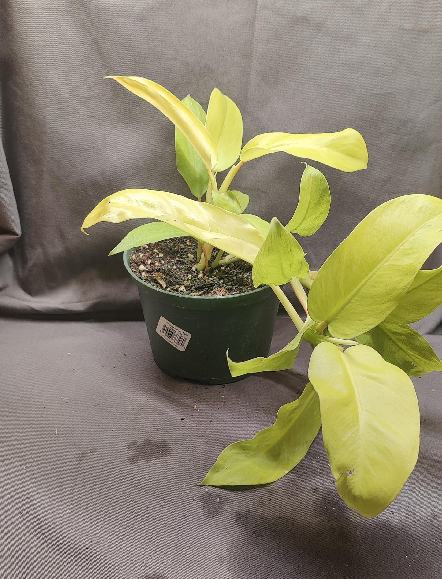 Philodendron Malay Gold