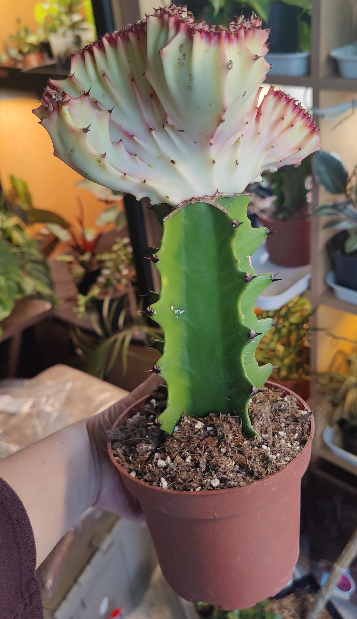Euphorbia Lactea