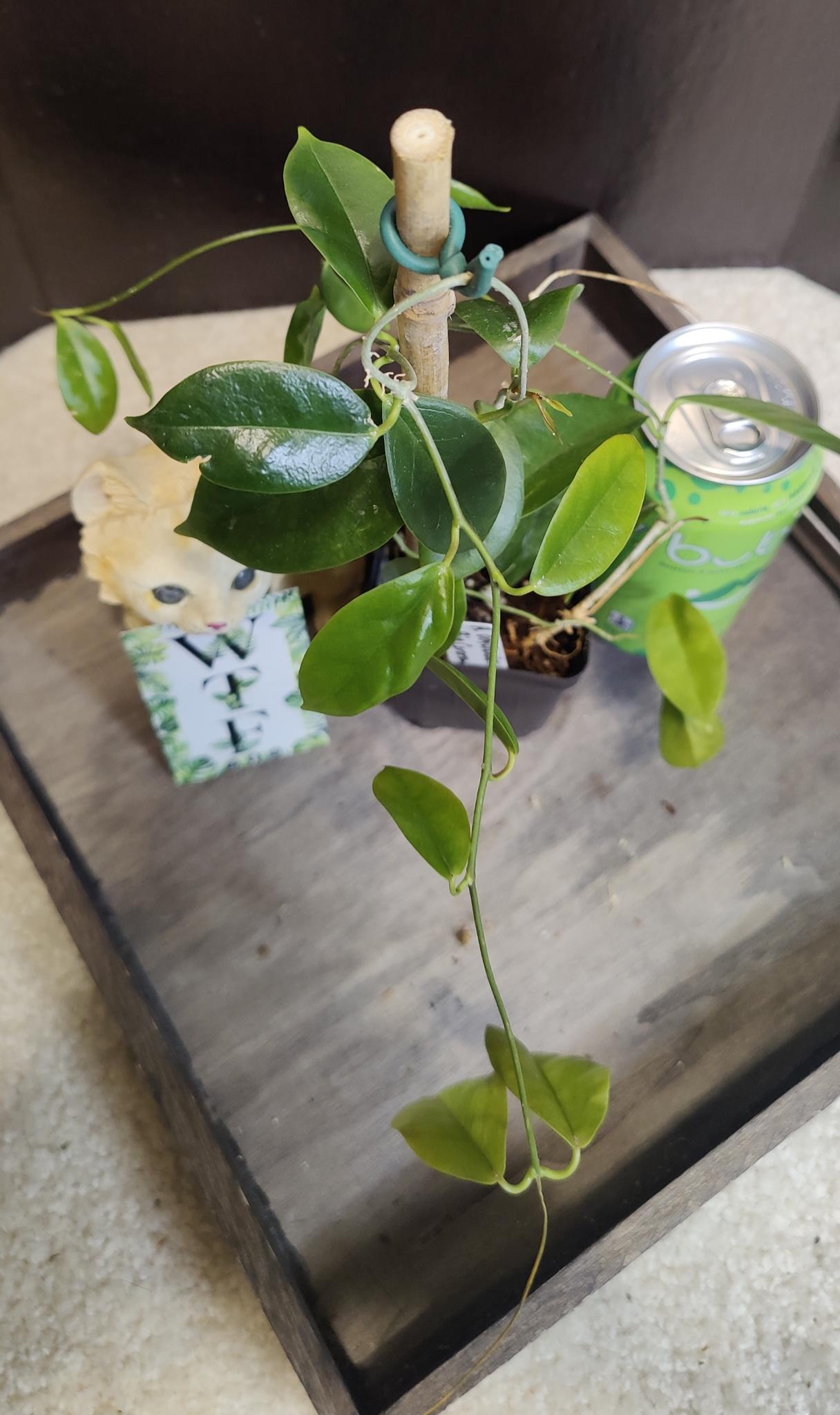 Hoya Onychoides "Big Corona"