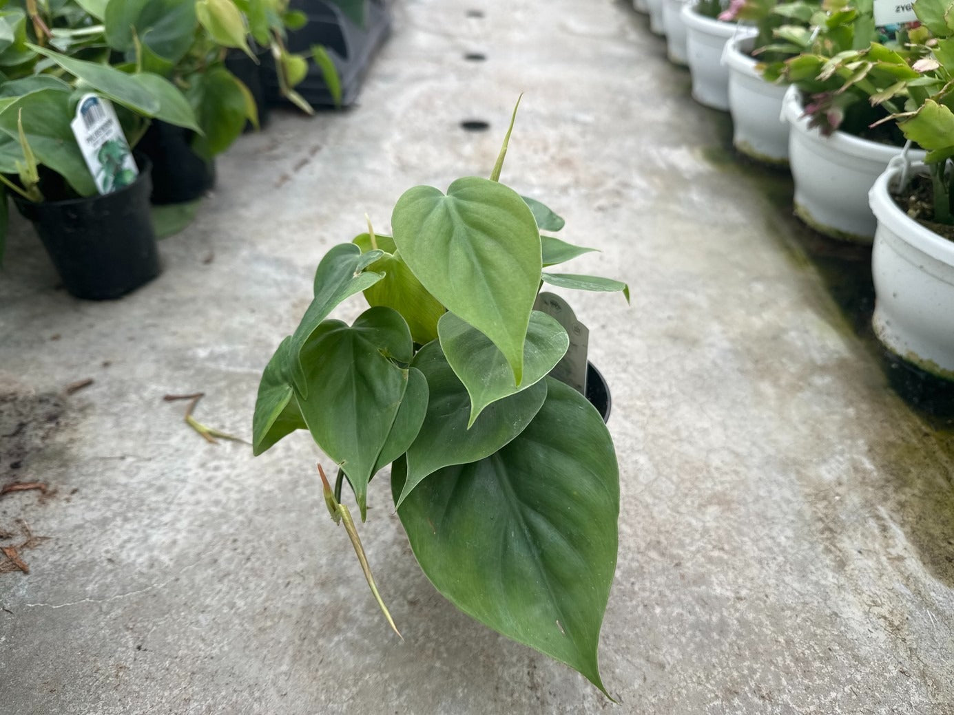 Philo. Heart Leaf Green