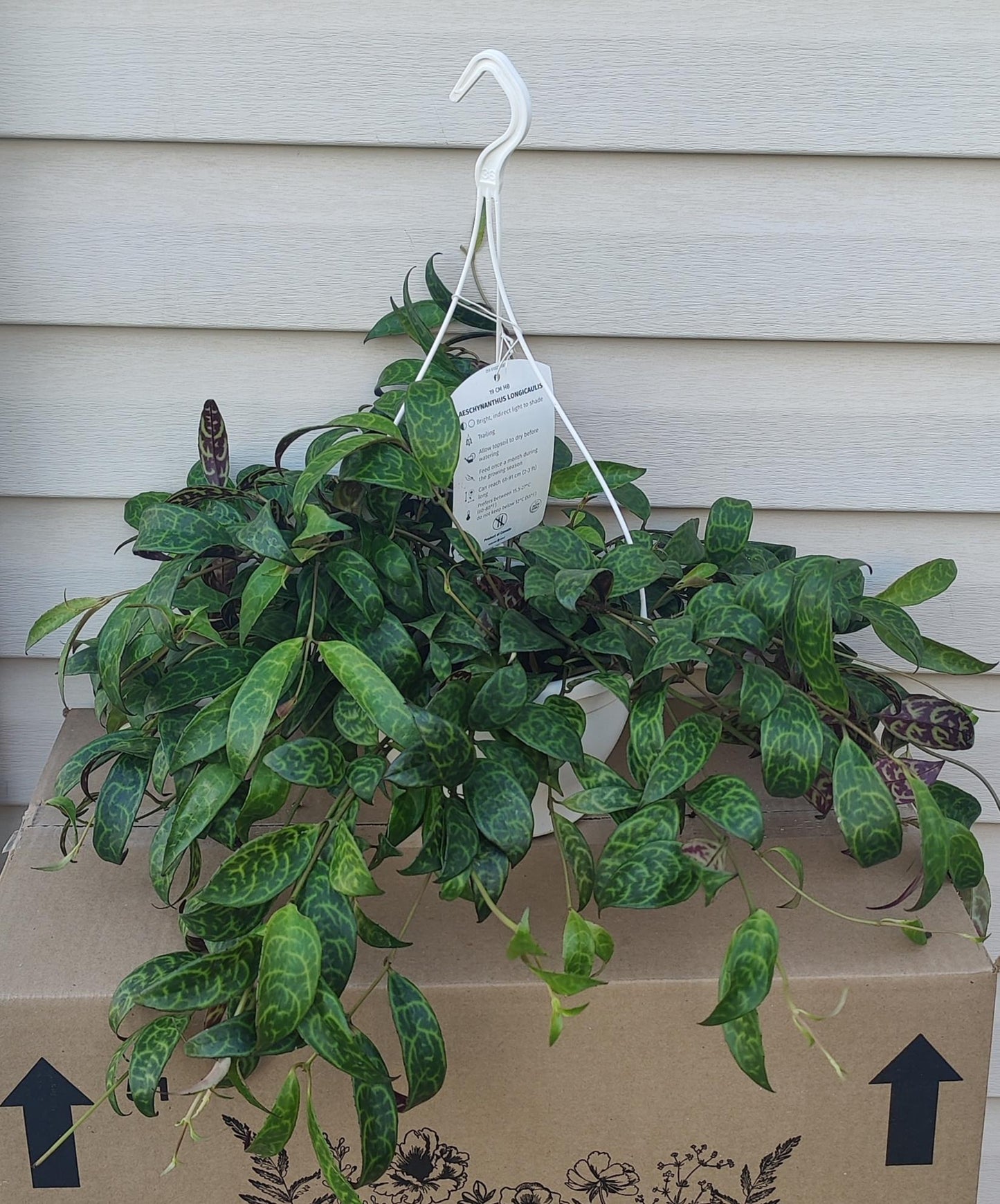 Lipstick Plant Black Pagoda
