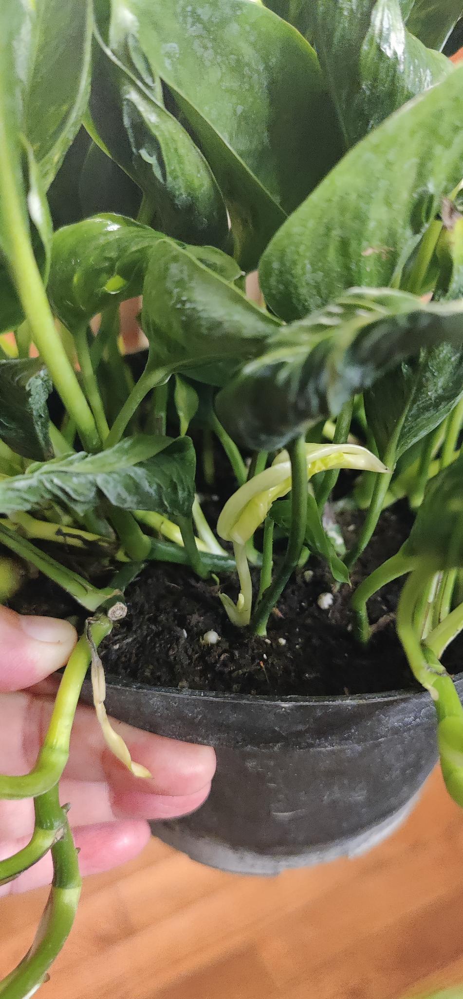 Variegated Shangri La Pothos