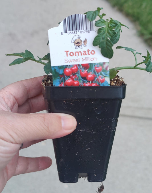 Tomato Sweet Million 2.5" Pot