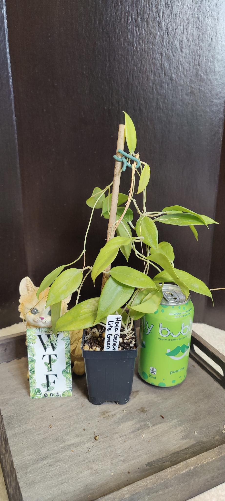 Hoya Genieve Lite Green