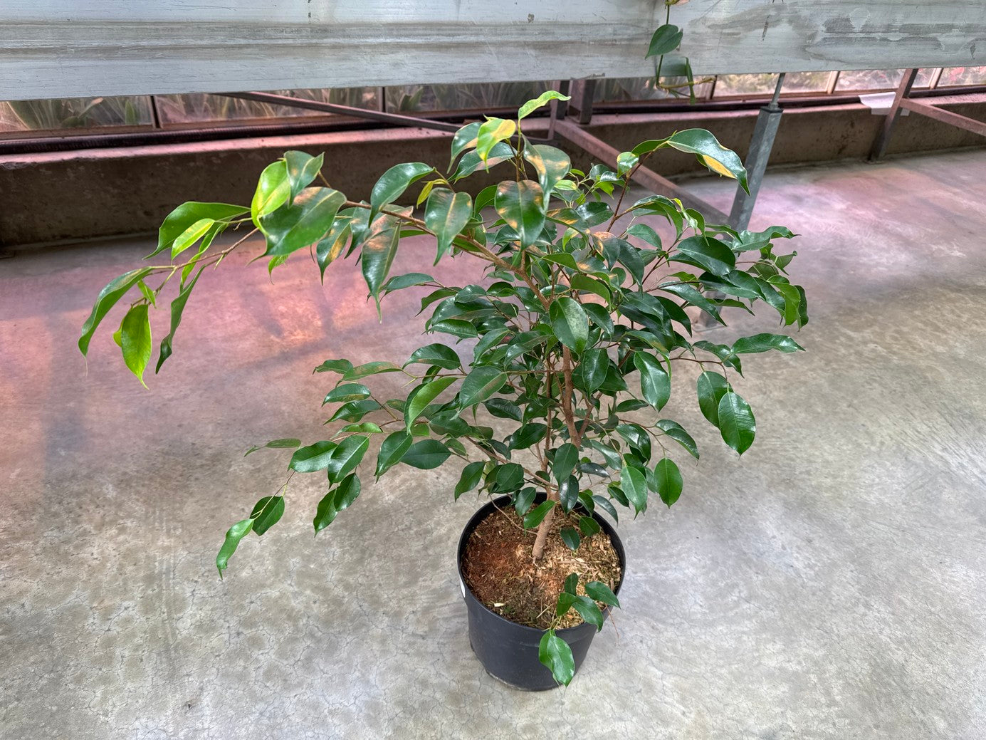 Ficus Benjamina Assorted 10"