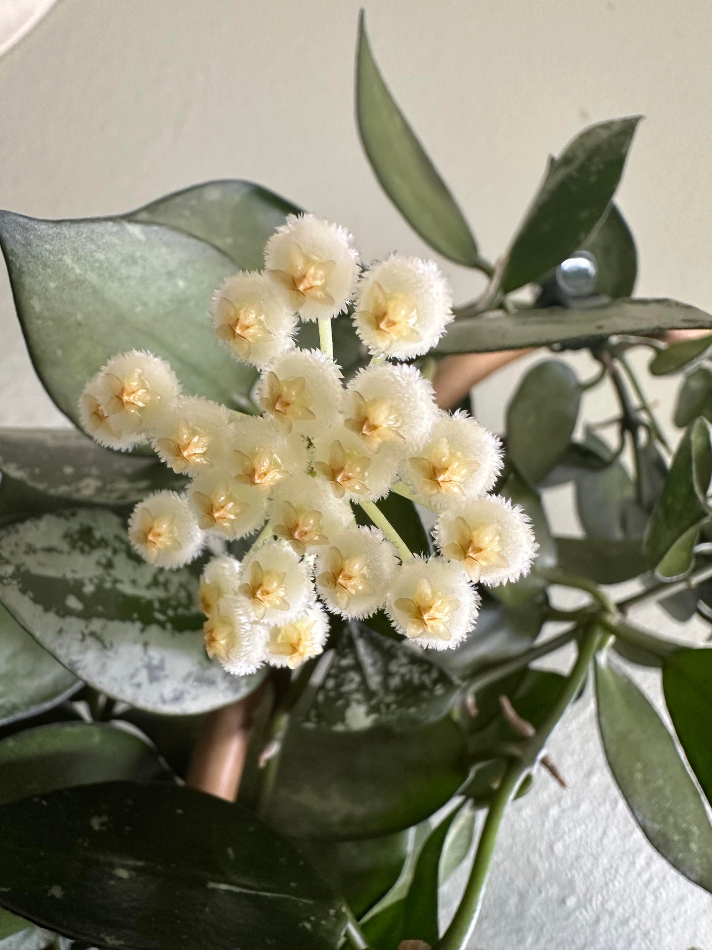 Hoya Khroniana Silver*