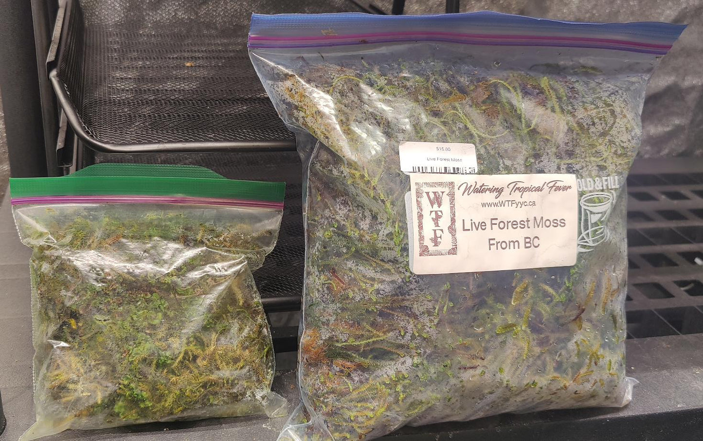 Live Forest Moss