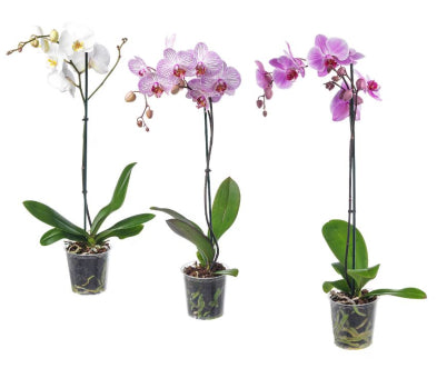 Phalaenopsis