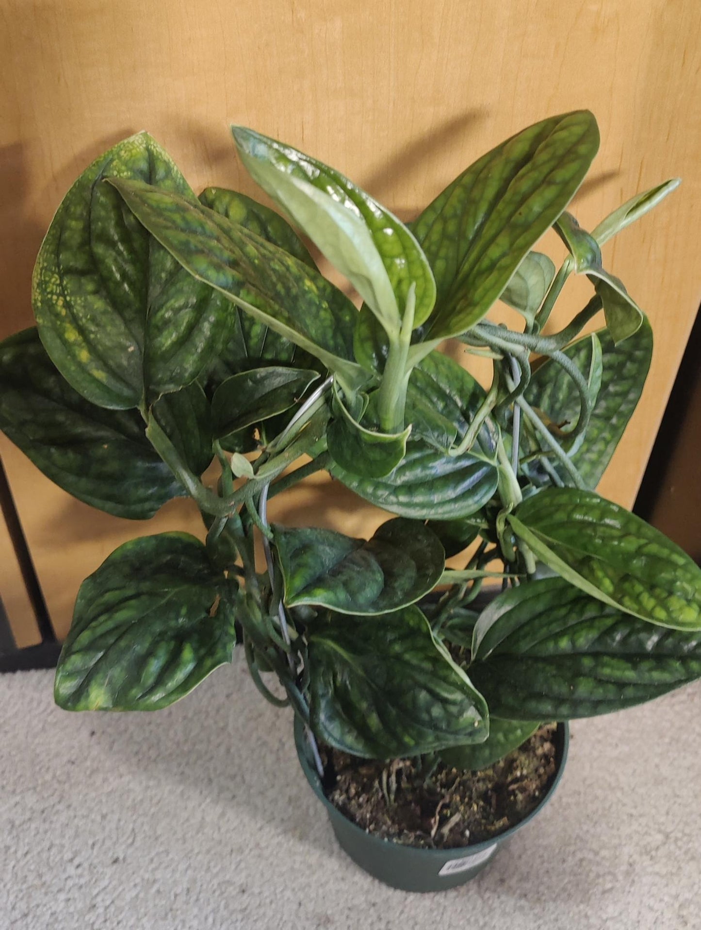 Monstera Peru Karstenianum on a Hoop 6"