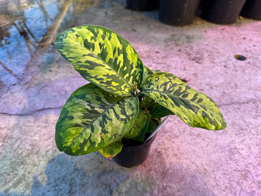 Homalomena Camouflage 4"