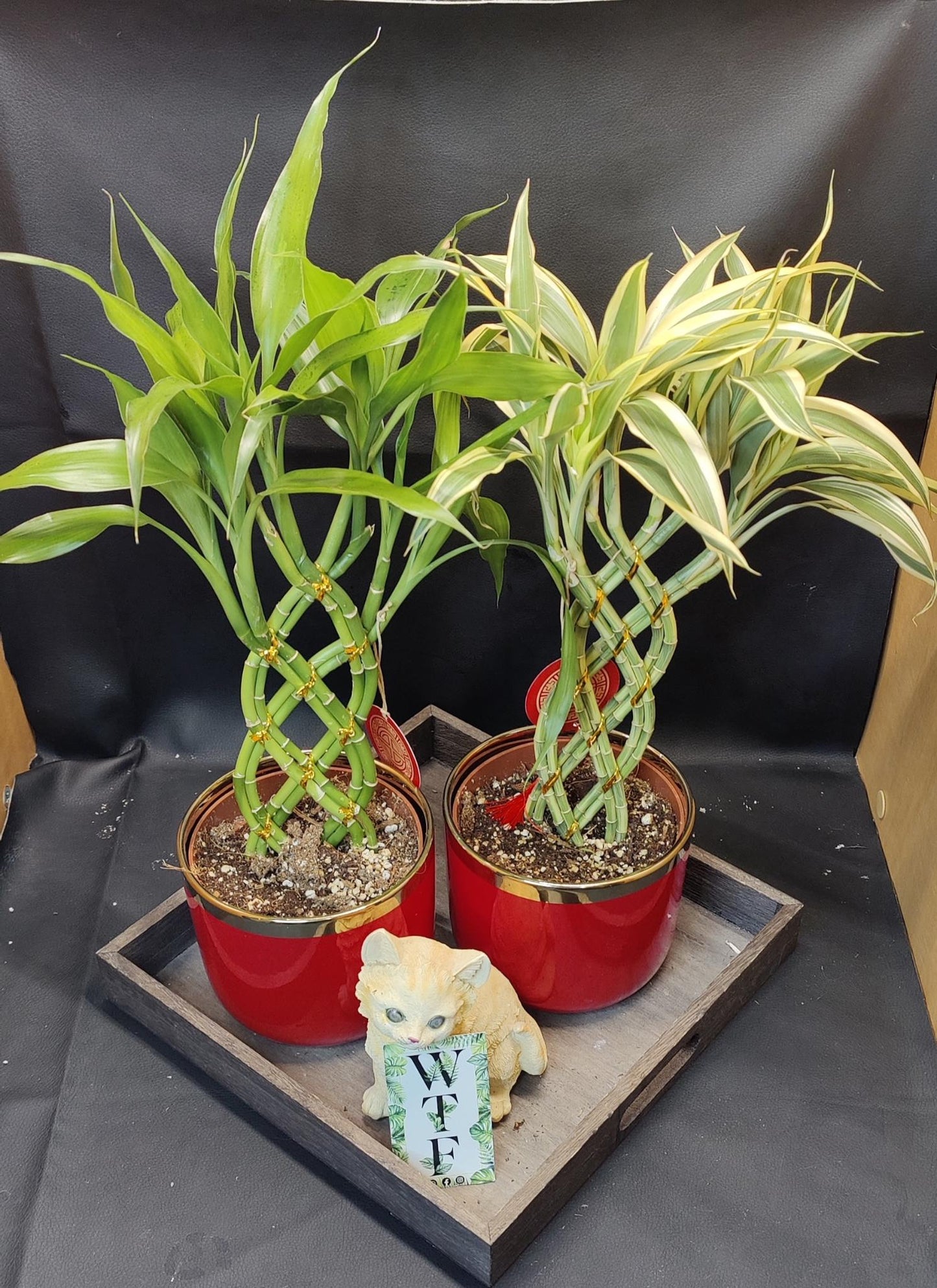 Bamboo Trellis 8 Stem Bread 5"