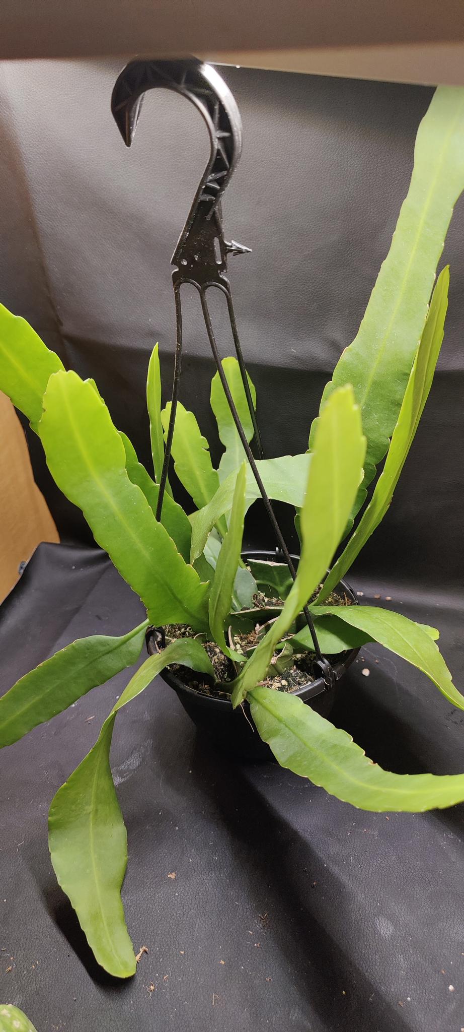 Epiphyllum Queen of the Night