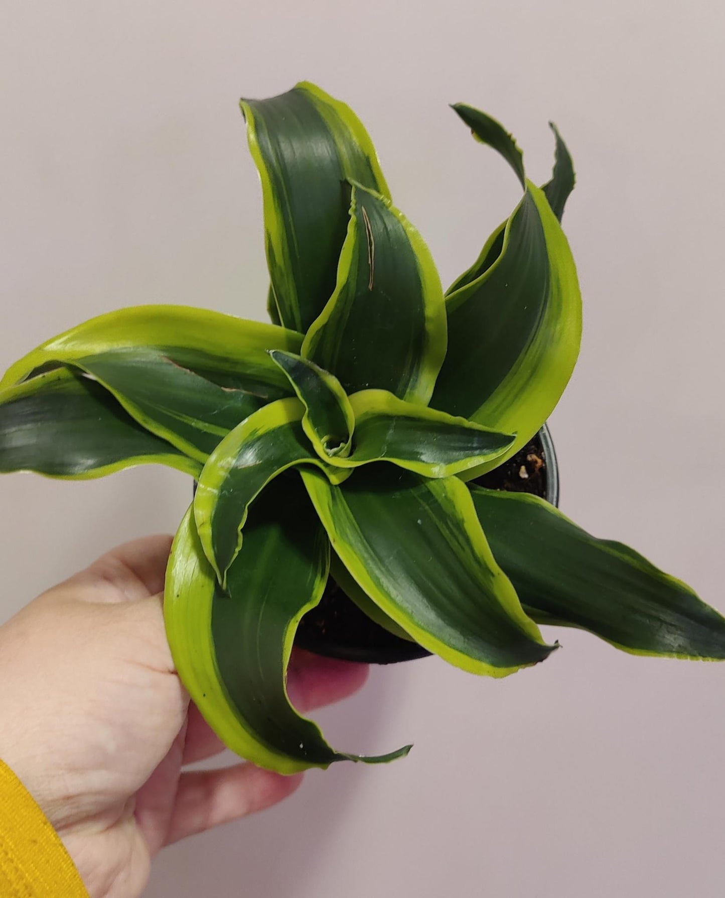 Dracaena Dragon