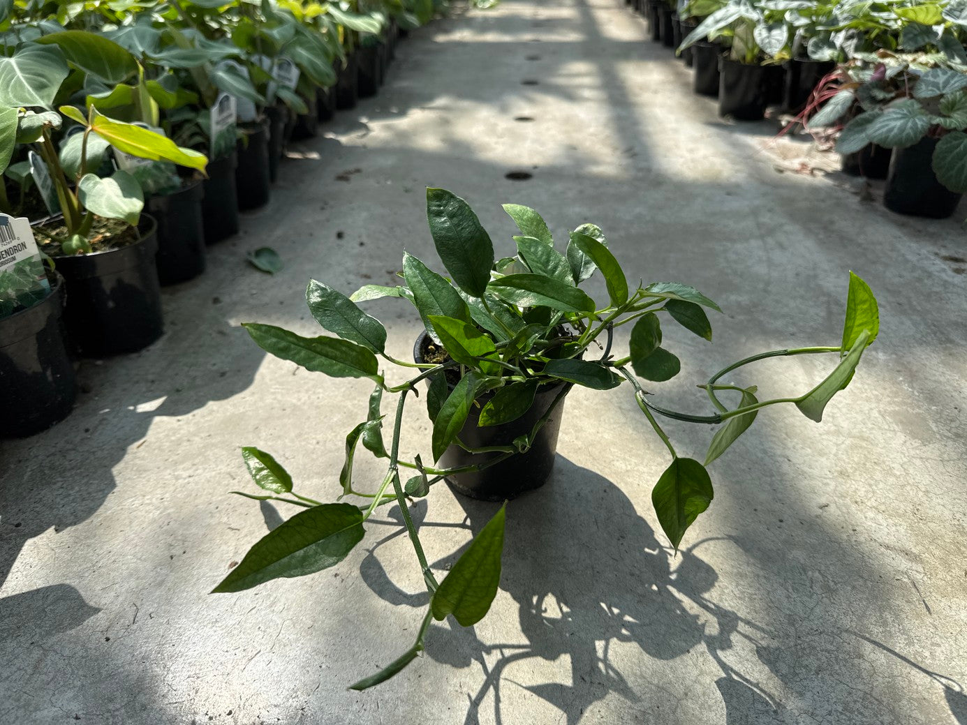 Epip Skeleton Key Pothos