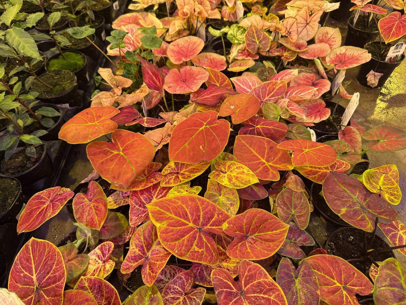 Caladium Assorted