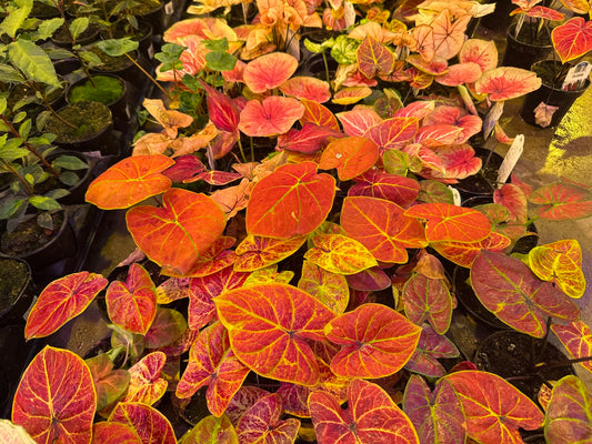 Caladium Assorted