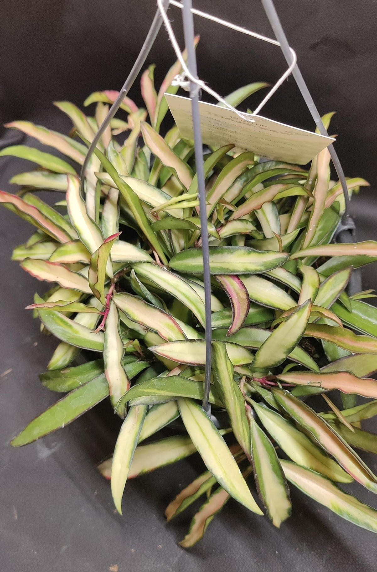 Hoya Wayettii Tricolor