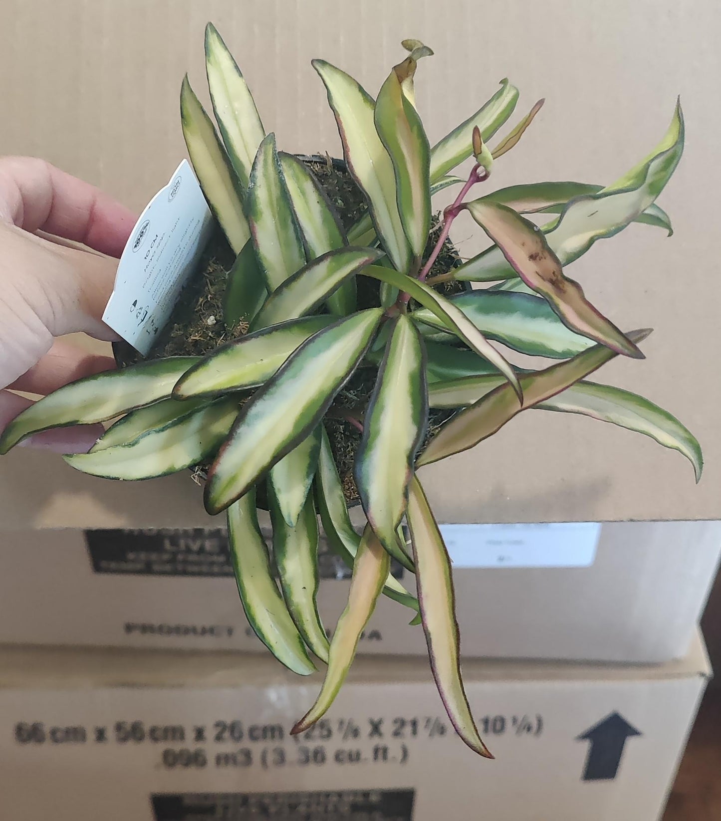 Hoya Wayettii Tricolor