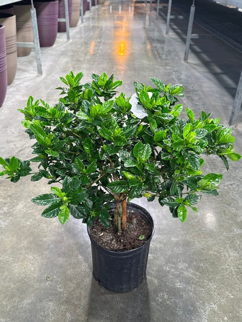 Gardenia Jasmine (Arriving Feb 5, 2026)