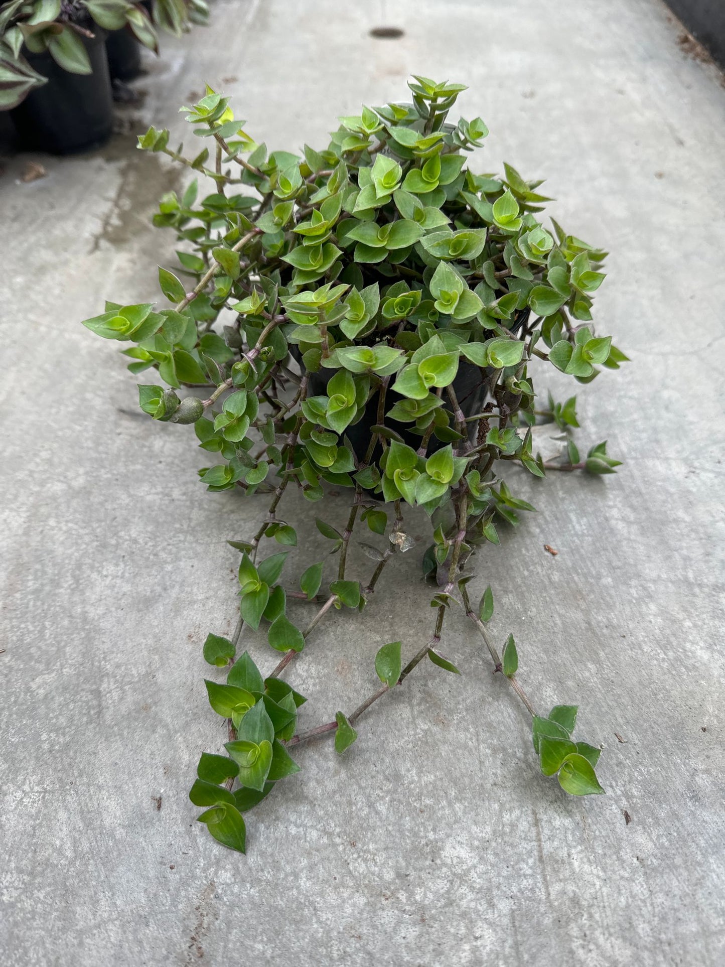Bolivian Turtle Vine
