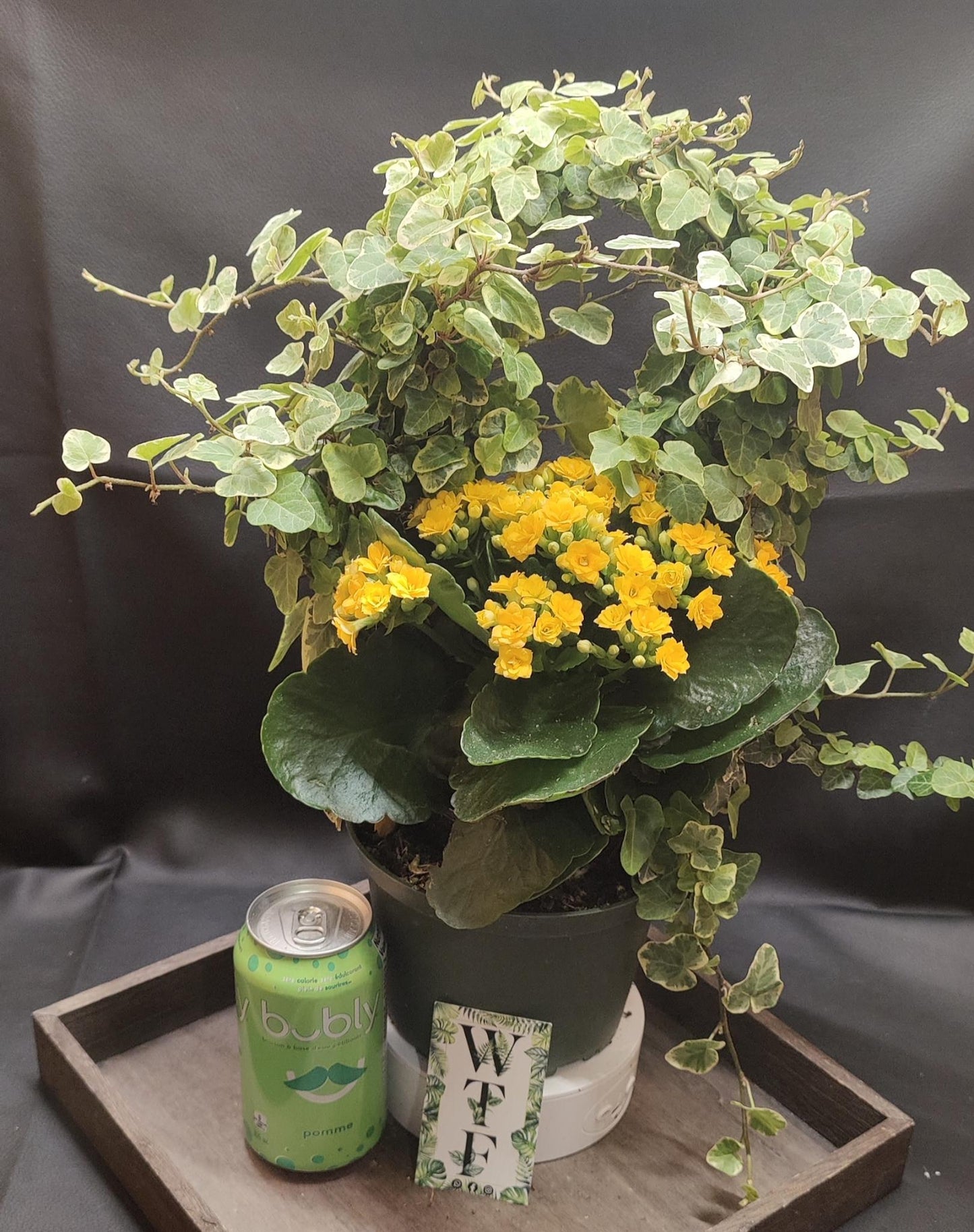 Ivy on Hoop w/ Beauties 6" pot