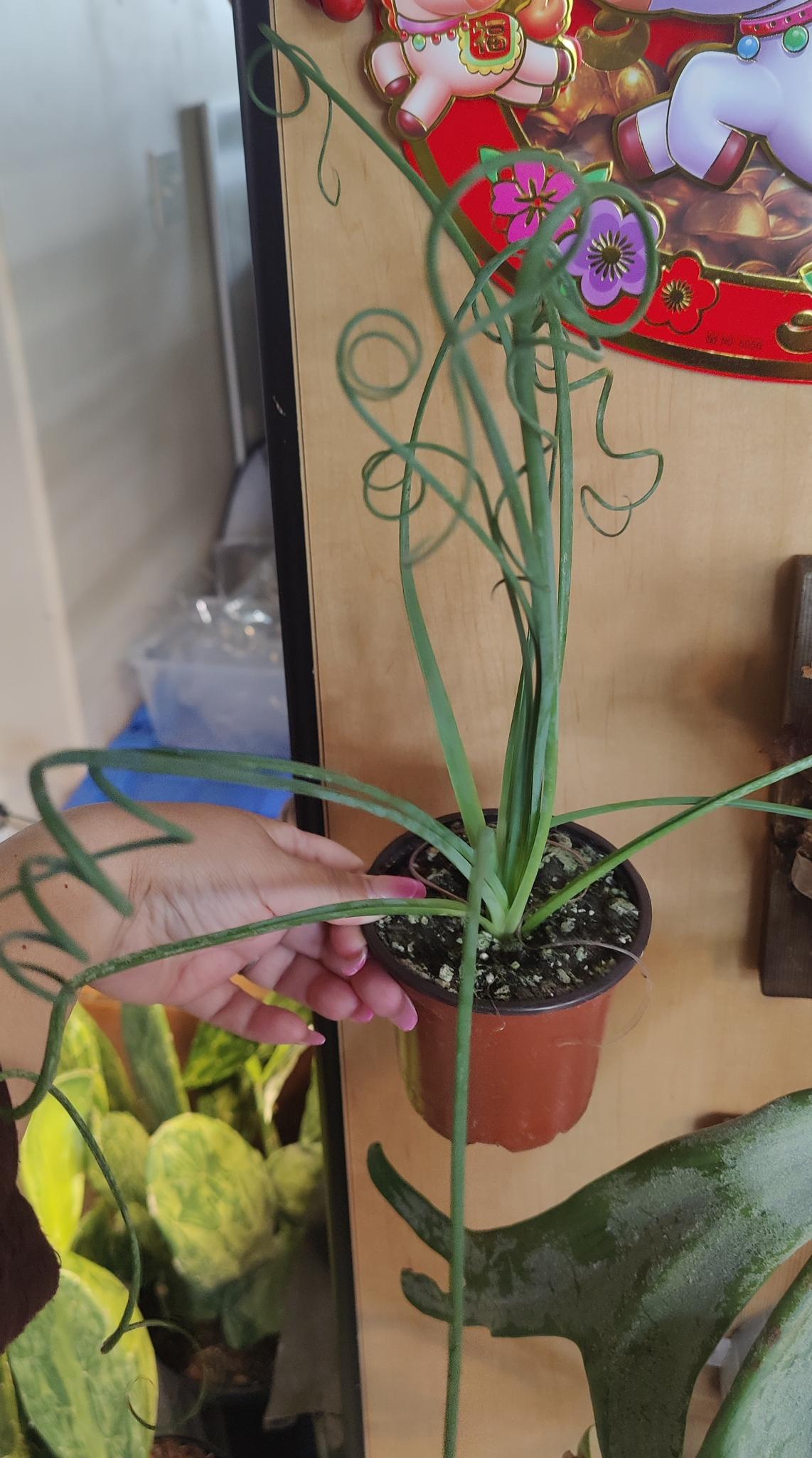 Frizzle Sizzle - Albuca spiralis