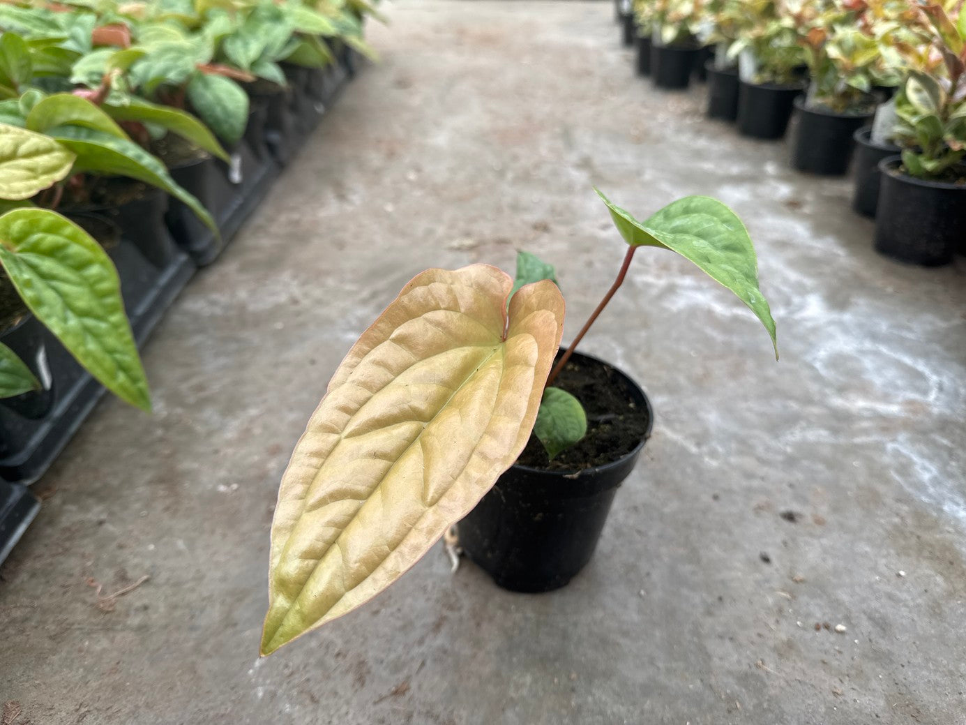 Anthurium Radicans x Luxurians