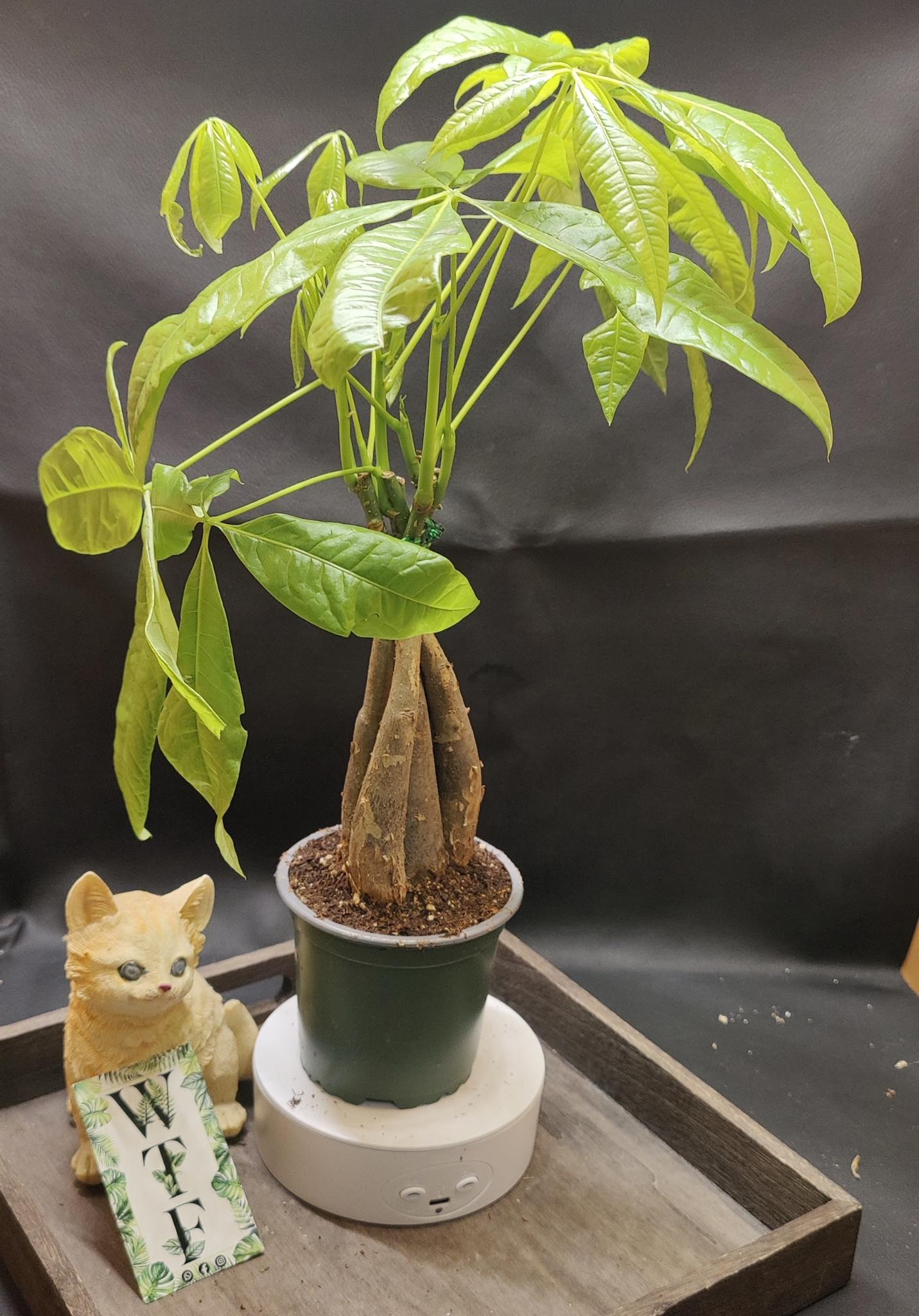 Lunar new year money tree