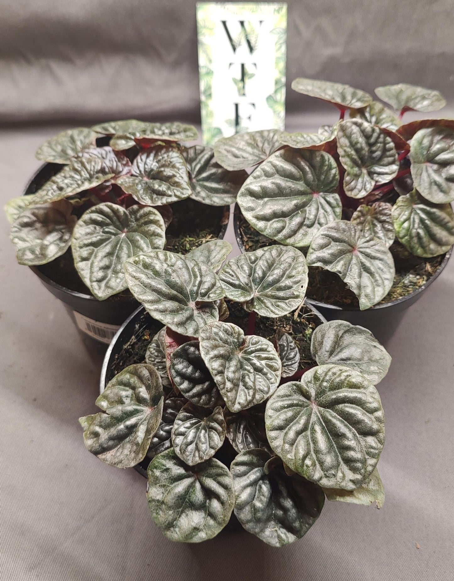 Peperomia Abricos