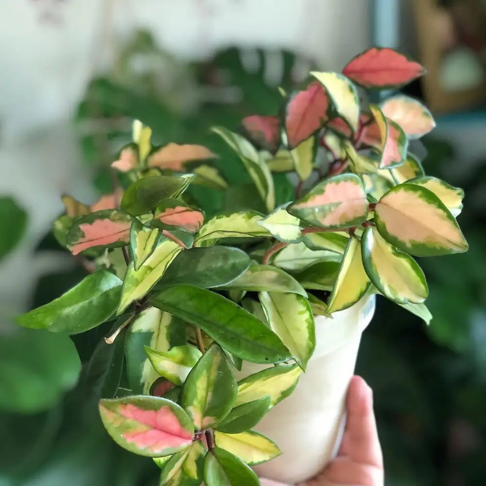 Hoya Exotica Tricolour aka The Princess