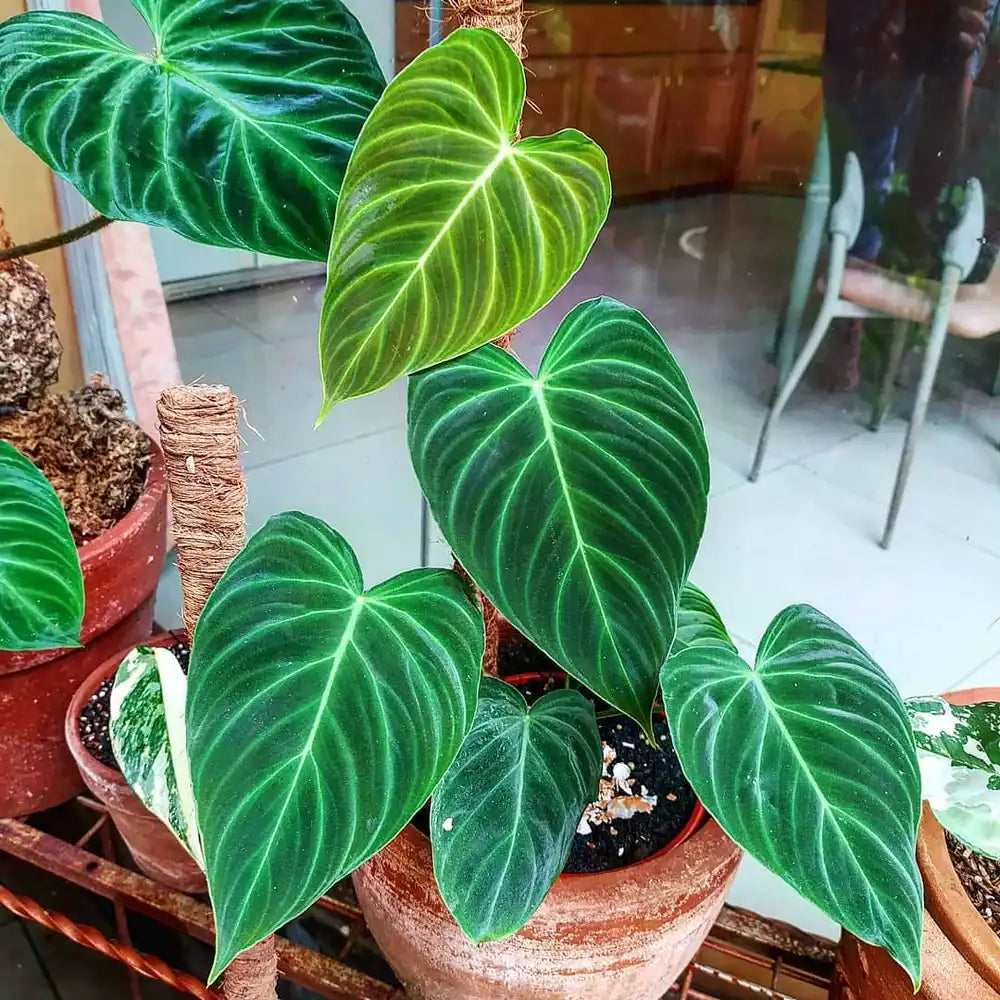Philodendron Verrucosum x Melanochrysum Hoop 6"