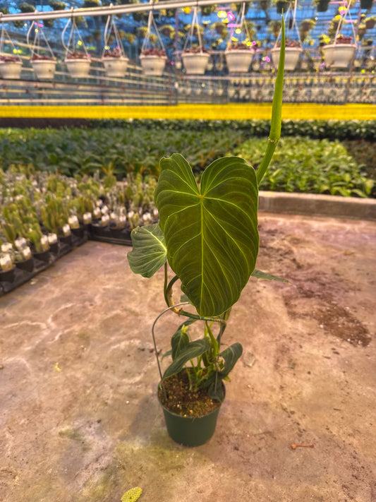 Philodendron Verrucosum x Melanochrysum Hoop 6"