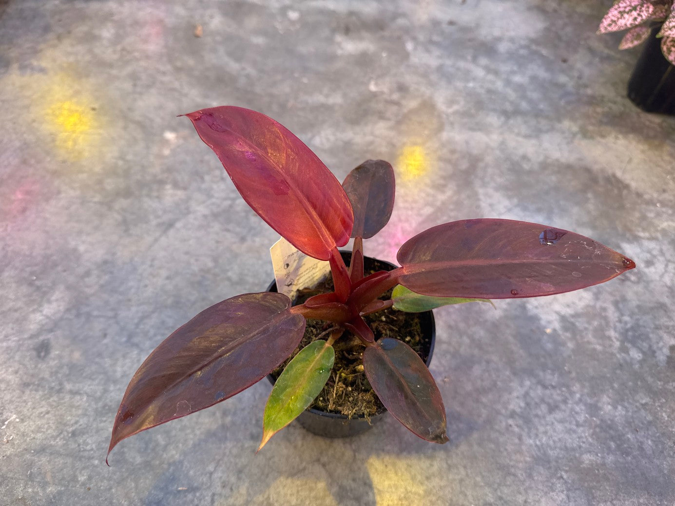 Philodendron Red Sun 4"
